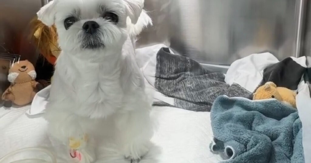 K-Pop Idol Pleads For Help For His Sick Puppy